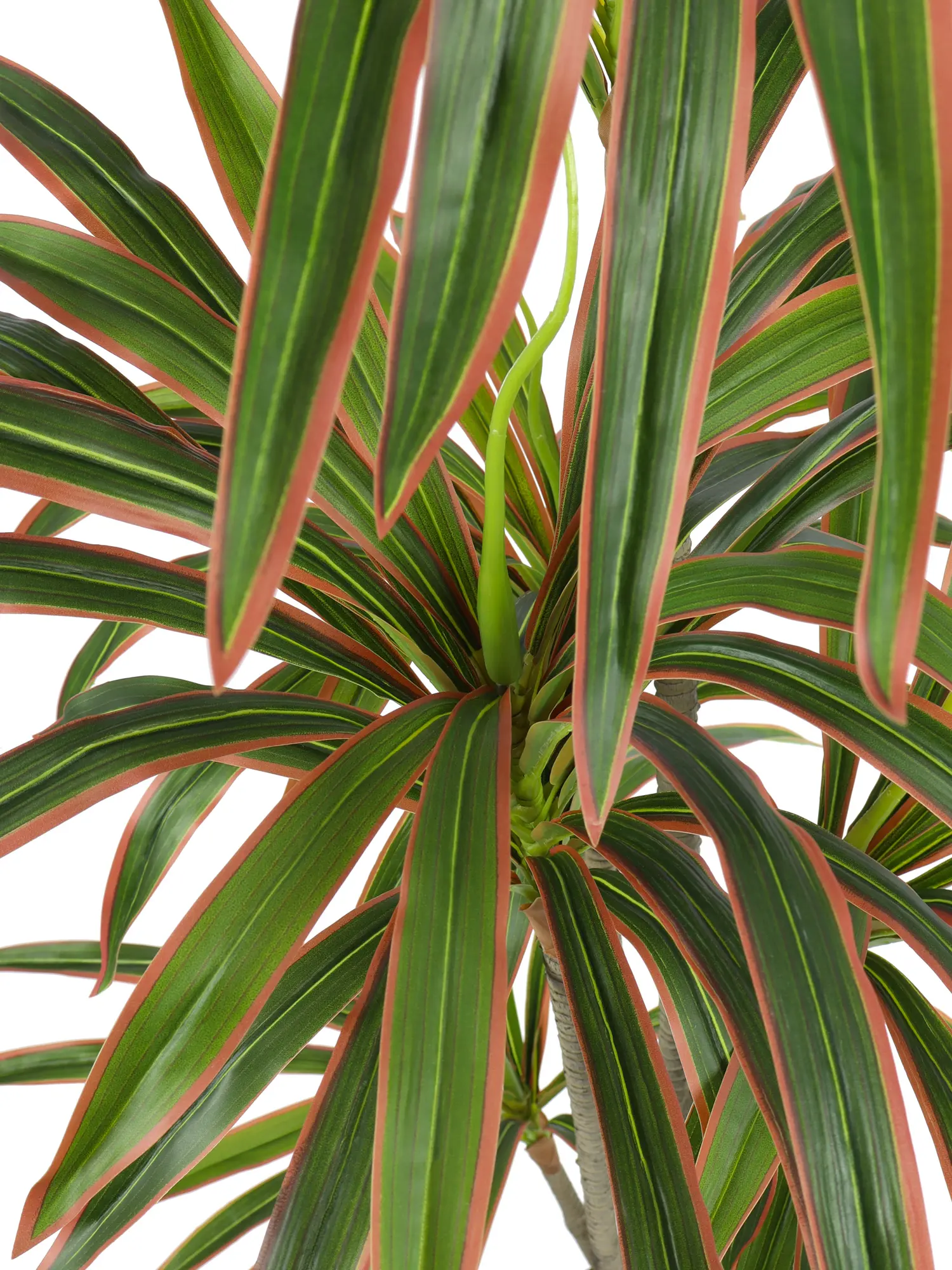 Kunstdracaena Merida 175cm