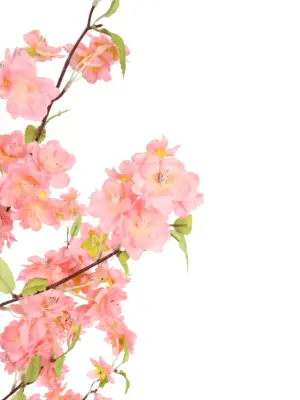 Roze Kersebloesem Boompje Kobe 145cm