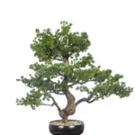 Grote Kunst Bonsaiboom Kamamota 65 cm met kronkelende stam en gelaagde takken