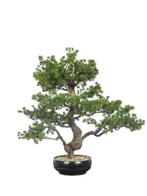 Grote Kunst Bonsaiboom Kamamota 65 cm met kronkelende stam en gelaagde takken