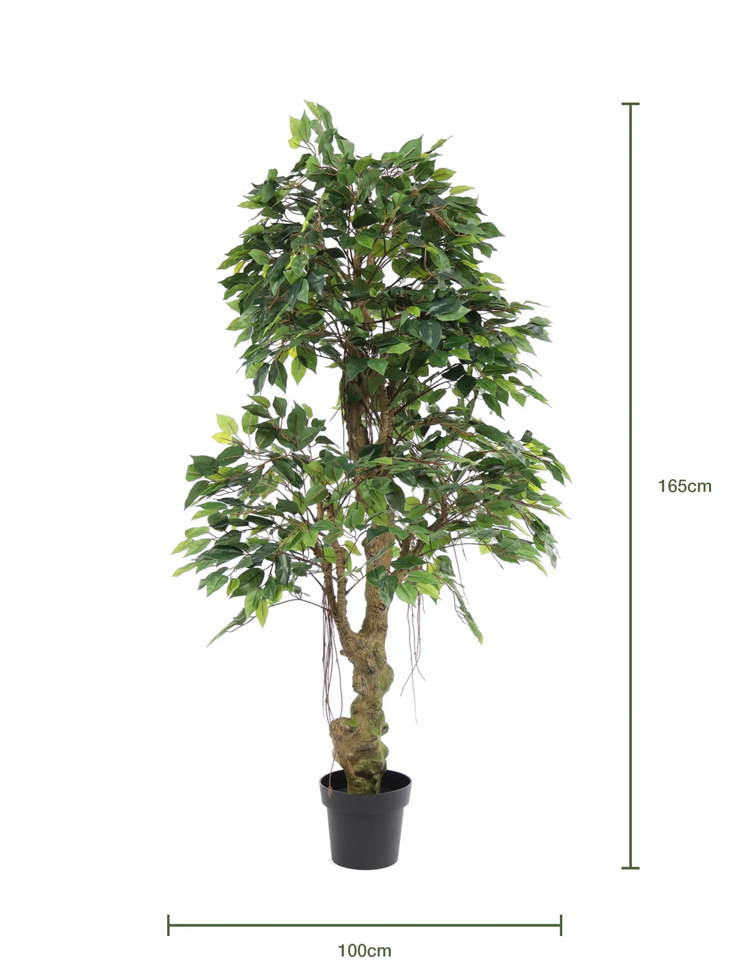 Jungle Ficus Banyan 160cm