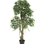 Jungle Ficus Banyan 165cm