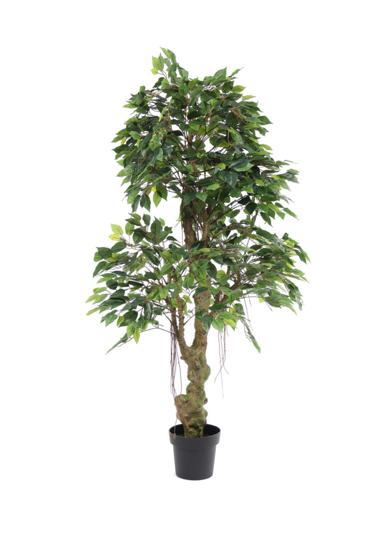 Jungle Ficus Banyan 165cm