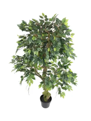 Jungle Ficus Banyan 165cm