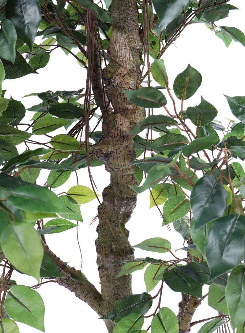 Jungle Ficus Banyan 165cm