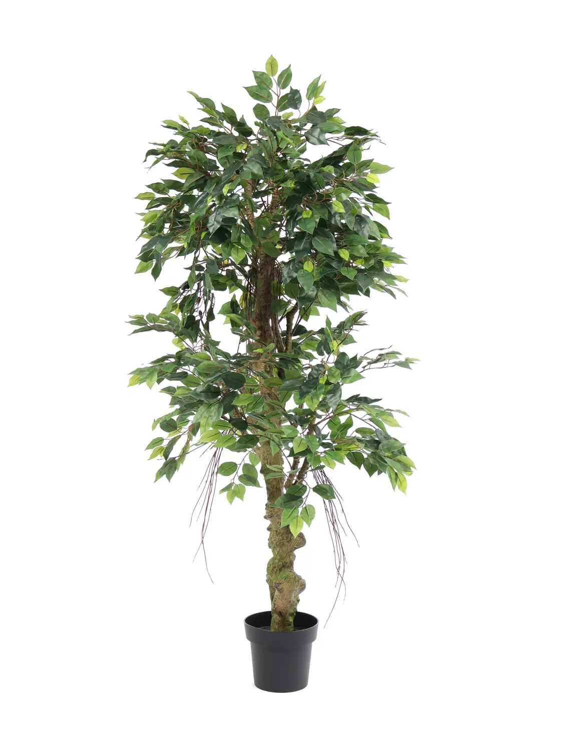 Jungle Ficus Banyan 165cm