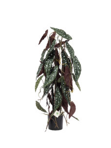 Kunstkamerplant met Stippen Begonia 80cm