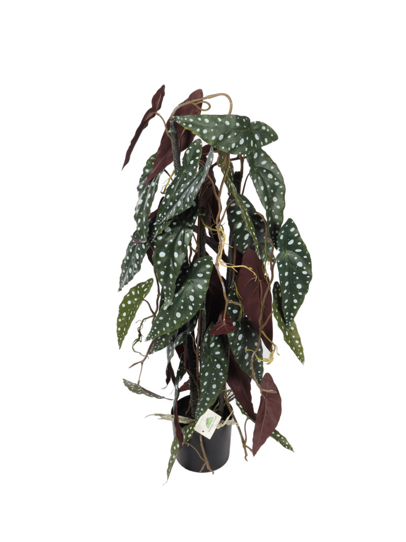 Kunstkamerplant met Stippen Begonia