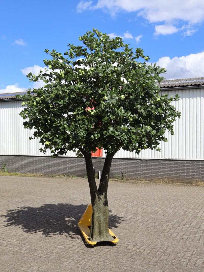 Grote Kunstboom Schefflera 375cm