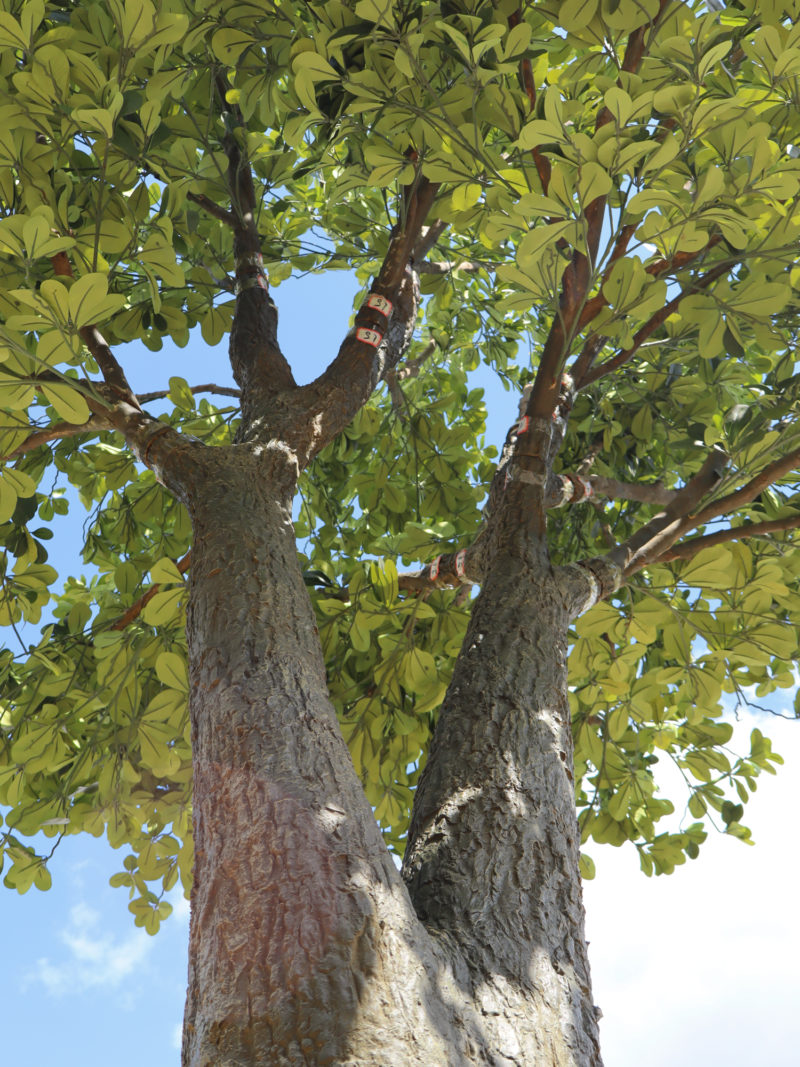 Grote Kunstboom Schefflera 375cm