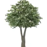 Grote Kunstboom Schefflera 375cm