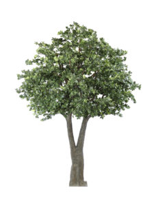 Grote Kunstboom Schefflera 375cm