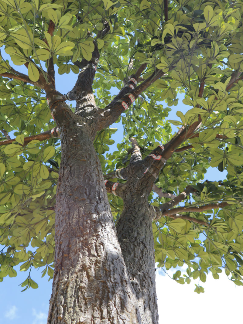 Grote Kunstboom Schefflera 375cm