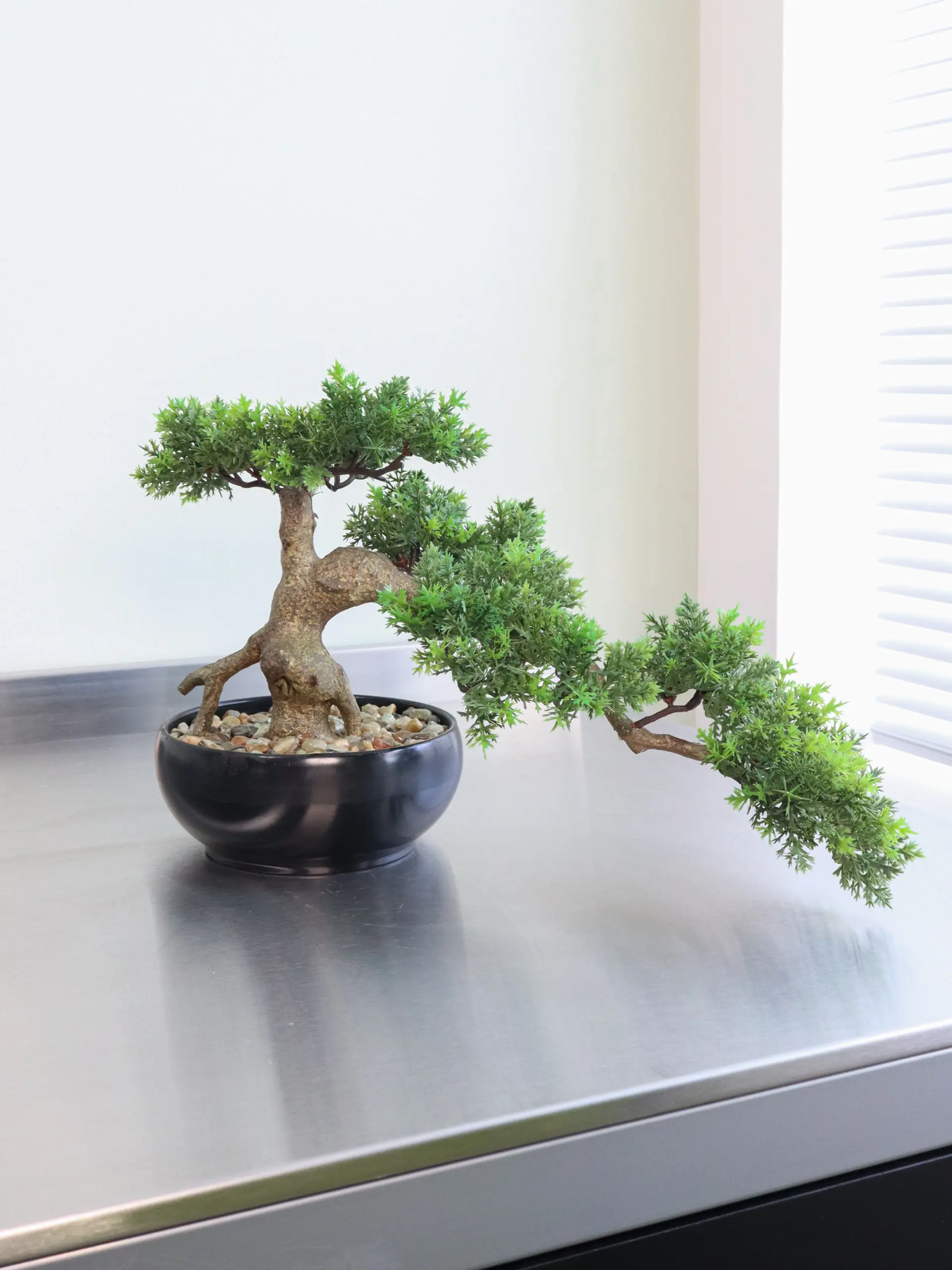 buy japanese maple bonsai Japanese Red Maple Bonsai Tree