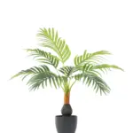 Mini Bottlepalm 60cm
