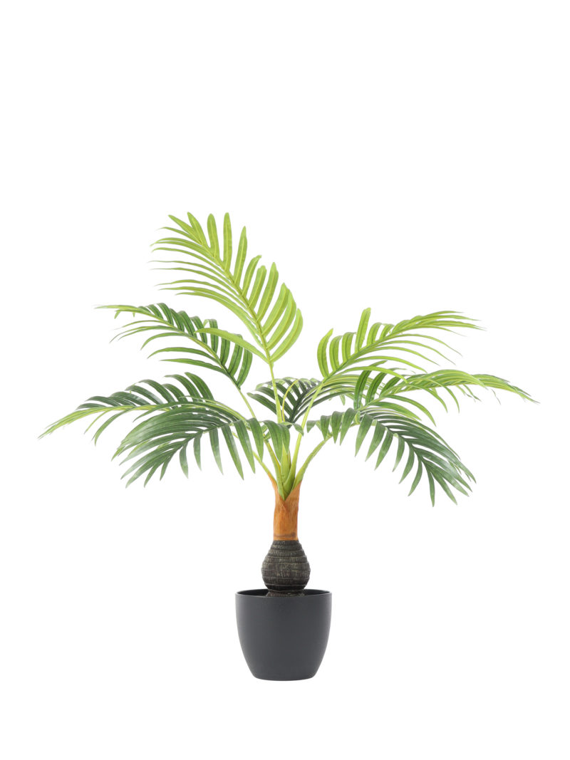 Mini Bottlepalm 60cm