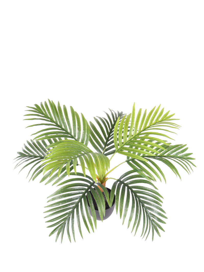 Mini Bottlepalm 60cm