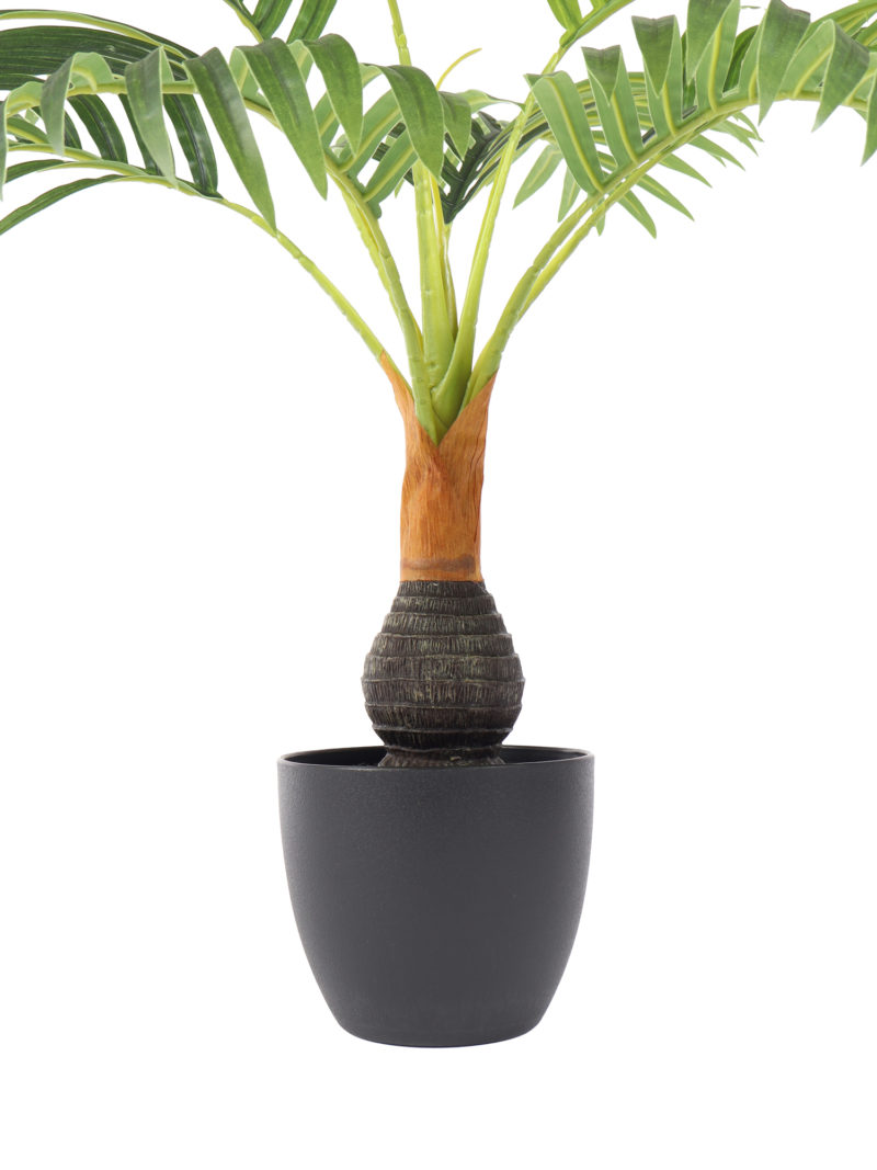 Mini Bottlepalm 60cm