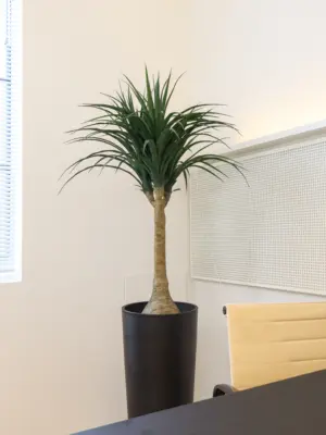 Bottle Yucca 125cm