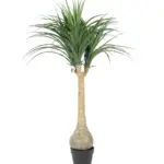 Bottle Yucca 125cm