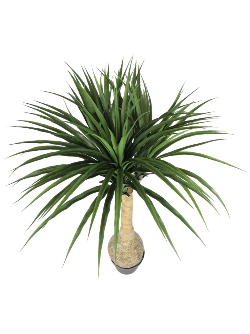 Bottle Yucca 125cm