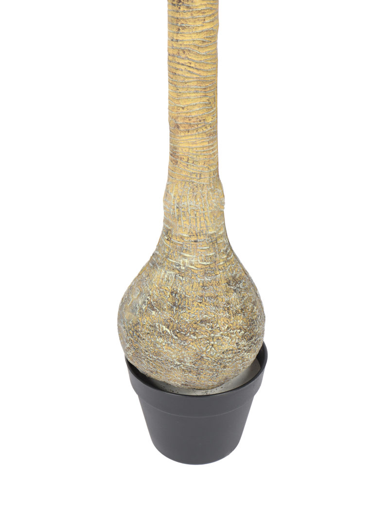 Bottle Yucca 125cm