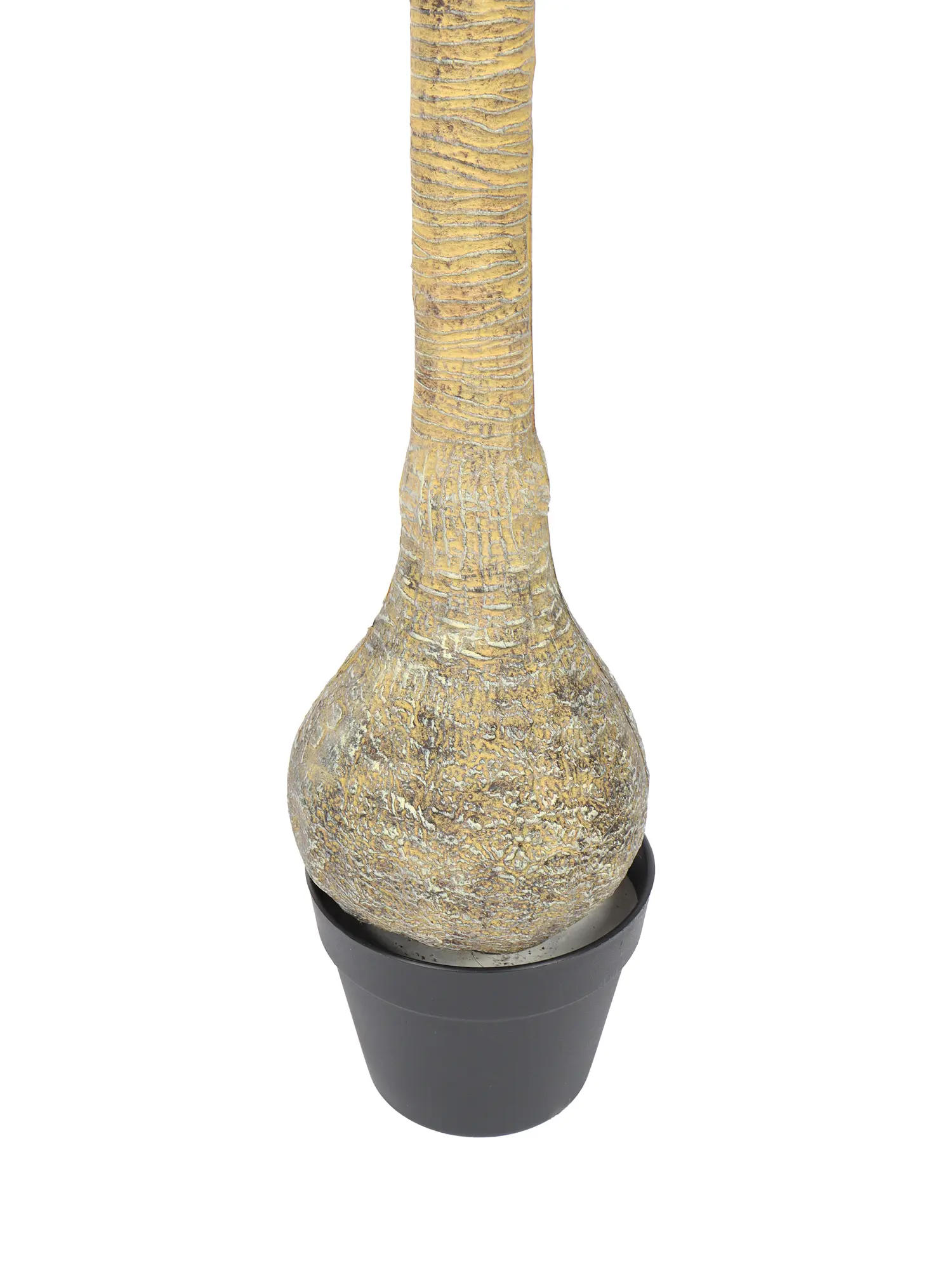 Bottle Yucca 125cm