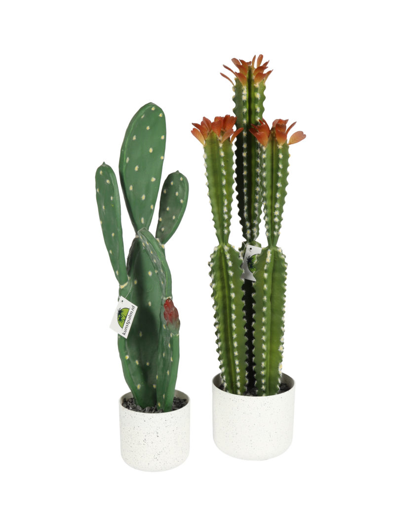 Kunst Schijfcactus Inamoena 62cm