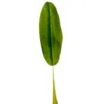Bananenbladeren 60cm