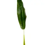 Extra Groot Kunst Banaanblad 80cm