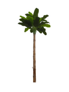 Grote Namaak Bananenboom 410cm