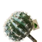 Kunst Bol Cactus 19cm