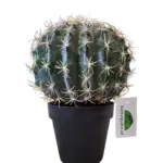 Kunst Cactusbol met Pot 26cm