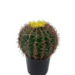 Namaak Bolcactus In Pot 25cm