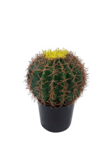 Namaak Bolcactus In Pot 25cm