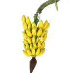 Nep Bananentros 47cm