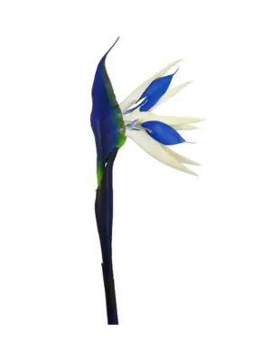 Blauwe Paradijsvogelbloem 80cm