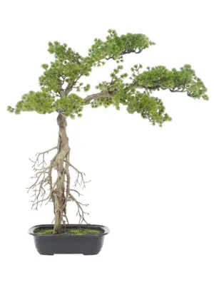 Hoge Kunst Bonsaiboom Shikoku 75cm