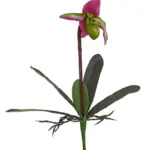 Kelk Orchidee Rose Groen 40cm