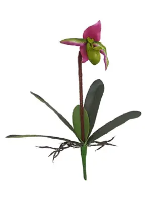 Kelk Orchidee Rose Groen 40cm