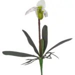 Kelk Orchidee Wit 40cm