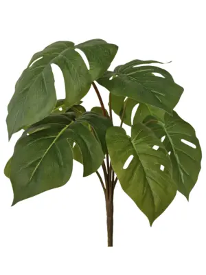 Kunst Gatenplant Zonder Pot