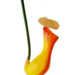 Kunst Vleesetende Planten Kelk Oranje-Geel 66cm