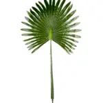 Kunst Waaierpalmblad 35cm