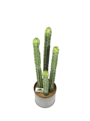 Kunstcactus Arizona 62cm