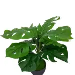 Nep Gatenplantje Met Zwarte Pot 35cm