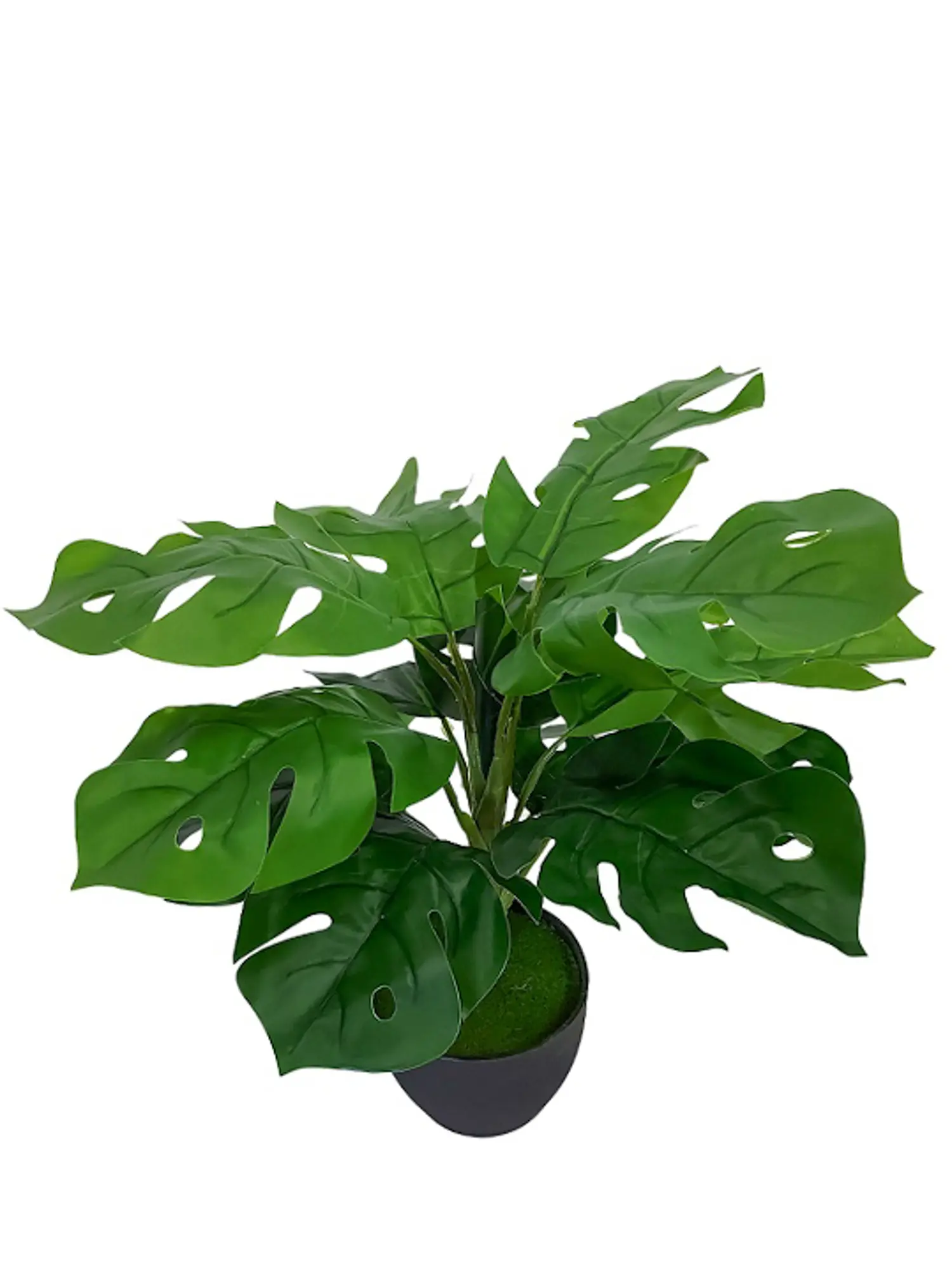 Nep Gatenplantje Met Zwarte Pot 35cm