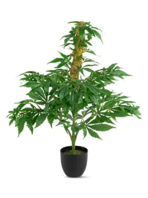 Nep Wietplant Met Top 60cm