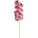 Rose Witte Kunst Orchidee