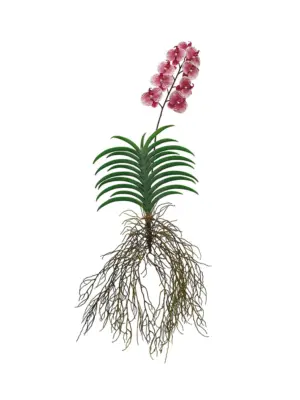 Roze Hang Orchidee 125cm